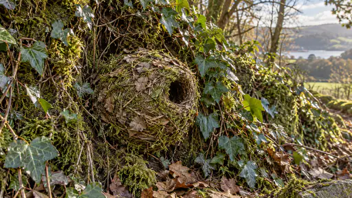 A finished round domed wren nest of woven moss and leaves with a small side entrance sits tucked into a mossy ivy bank with ivy leaves and fine roots around it in cool soft late light.