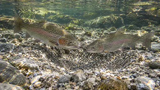 A pair of fish hold side by side close above a shallow pit cleared in clean pale gravel in a clear shallow stream with sunlit ripples moving over the stones in bright even spring light.
