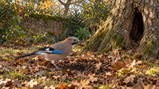 A jay with a blue wing patch stands in brown oak leaf litter lifting a single acorn in its bill from a small scrape it has dug beneath an old oak with leaves flicked to the sides in dappled autumn light.