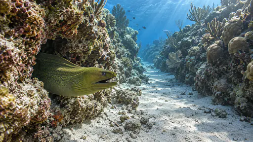 A green moray eel slides head first out of a dark crevice in the coral wall beside a narrow sandy channel with its jaws parted in low raking side light with the opposite wall behind.