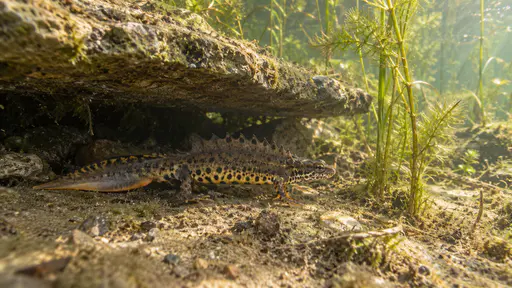 A smooth newt with a crested back rests on the pond floor beneath the overhang of a submerged flat stone with waterweed swaying beside it in the clear shallows of a pond under soft overcast light.