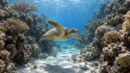 A green sea turtle glides through the wider mid-section of a narrow sandy channel between two coral walls with its flippers raised in a slow stroke under bright noon sun rays.