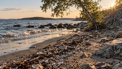 A long line of small shells, dried wrack and pale stones lies along the previous high-water mark across sand and shingle with shining damp sand beyond it in golden-hour light.
