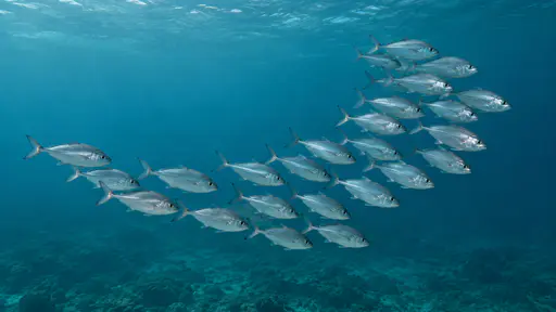 A small school of plain silver fish turns together in one smooth curve in clear blue-green open water, every body angled the same way.
