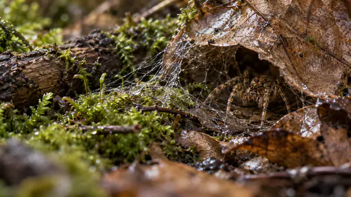 A small brown spider sits at the mouth of a silk-lined retreat tucked under a curled dead leaf on a woodland floor with fine silk threads catching low raking light across the leaf edge.