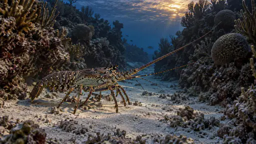 A spiny lobster with long antennae swept forward walks mid-stride out of a narrow sandy channel between dark coral walls toward the open reef in dim blue dusk light.