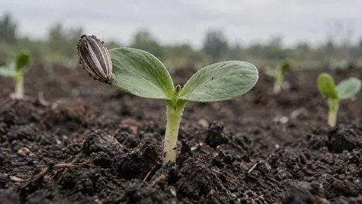 A young sunflower seedling on a pale stem holds two smooth round seed leaves open, the empty striped seed case still clinging to one leaf tip.