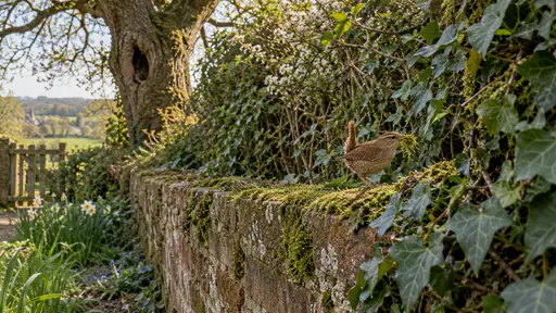 A tiny wren with a cocked tail carries a beakful of green moss with a few loose strands trailing into a gap in thick ivy on the end of a low brick wall in gentle afternoon light.
