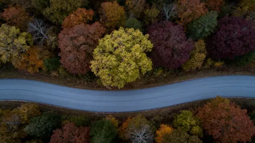 Top-down aerial view of a winding S-curve road through mosaic hardwood canopy, crowns from chartreuse (#7FFF00) to copper (#B87333) and deep wine (#5B0320), with a slate-gray road (#708090) and cool overcast tonality.