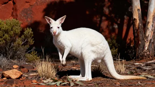 A lean albino kangaroo faces the viewer in a mid-distance portrait within scrubby Australian outback, set among red rock, sparse bushes and shadowed eucalyptus trunks.