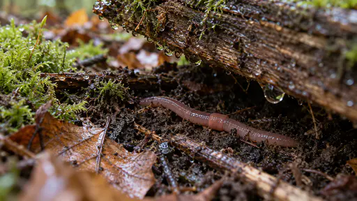 A pink earthworm lies at the wet soil surface beneath the edge of a weathered wooden board lifted from a woodland floor with glistening leaf mould and droplets on the board in grey wet light.
