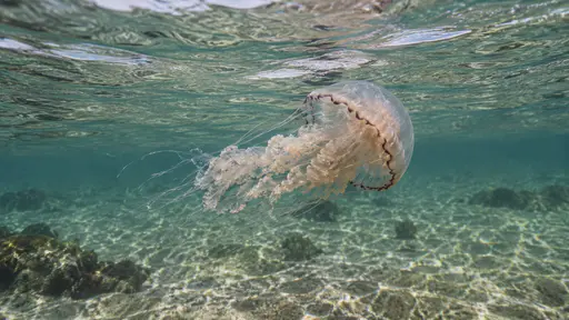 One jellyfish glides just beneath the surface in bright shallow water with the ripples of the water skin bending the light above its bell.