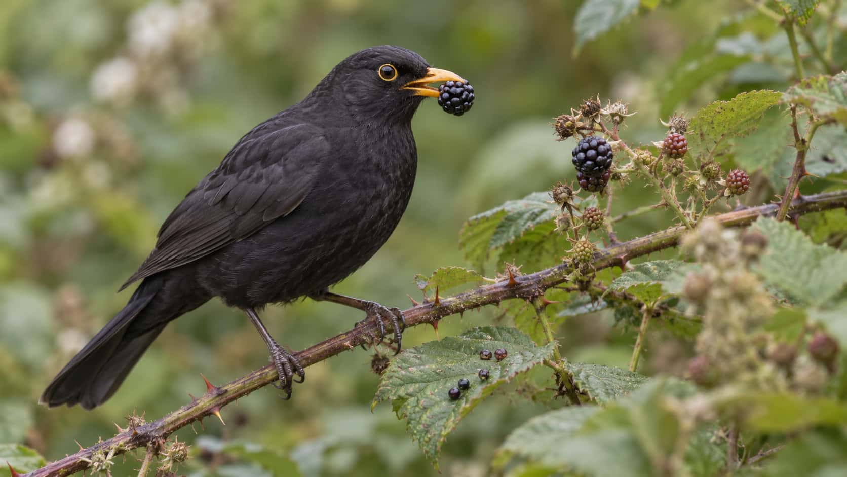 A blackbird perched on a bramble stem in a hedgerow holds a single ripe blackberry in its yellow beak with one berry still on the stem beside it and a few small seeds dropped on a leaf below in soft overcast light.