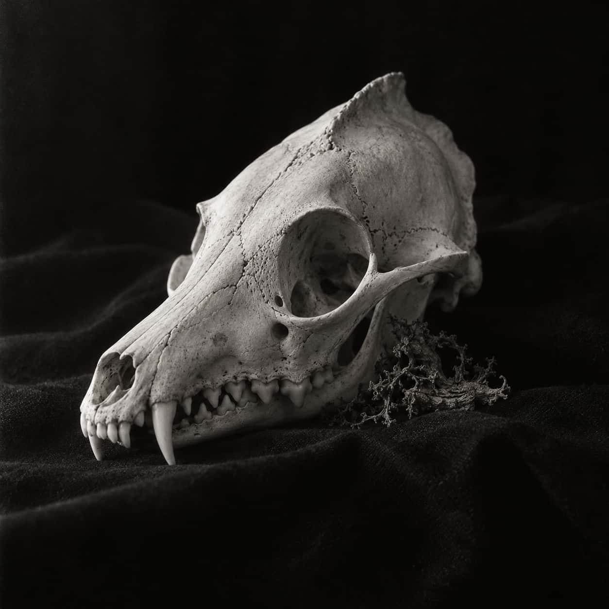 A bleached fox skull with long canines and a sagittal crest sits on folded black cloth, lit from the left to show every suture and bone pore, with a sprig of dry lichen beside the jaw.