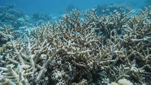 A dense thicket of branching coral covers the sandy seabed with its fine pale branches interlacing in clear blue reef water.
