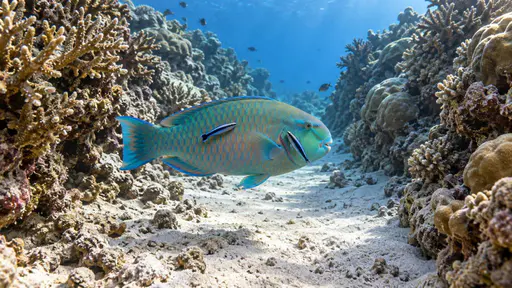 Two small cleaner wrasse pick at the flank and gill cover of a parrotfish that hangs still with relaxed fins inside a narrow sandy channel between two coral walls in even diffuse light.