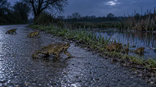 On a spring night in cool blue ambient light several common toads crawl across a quiet damp country lane toward a reed-edged pond on the far side with a few at the verge and one in the middle of the wet tarmac with a wet shine on their warty backs.
