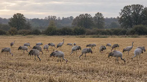 A flock of about twenty common cranes of one species feeds with heads down on spilled grain on golden stubble in a harvested field in late afternoon, a hedge and a line of trees far behind.
