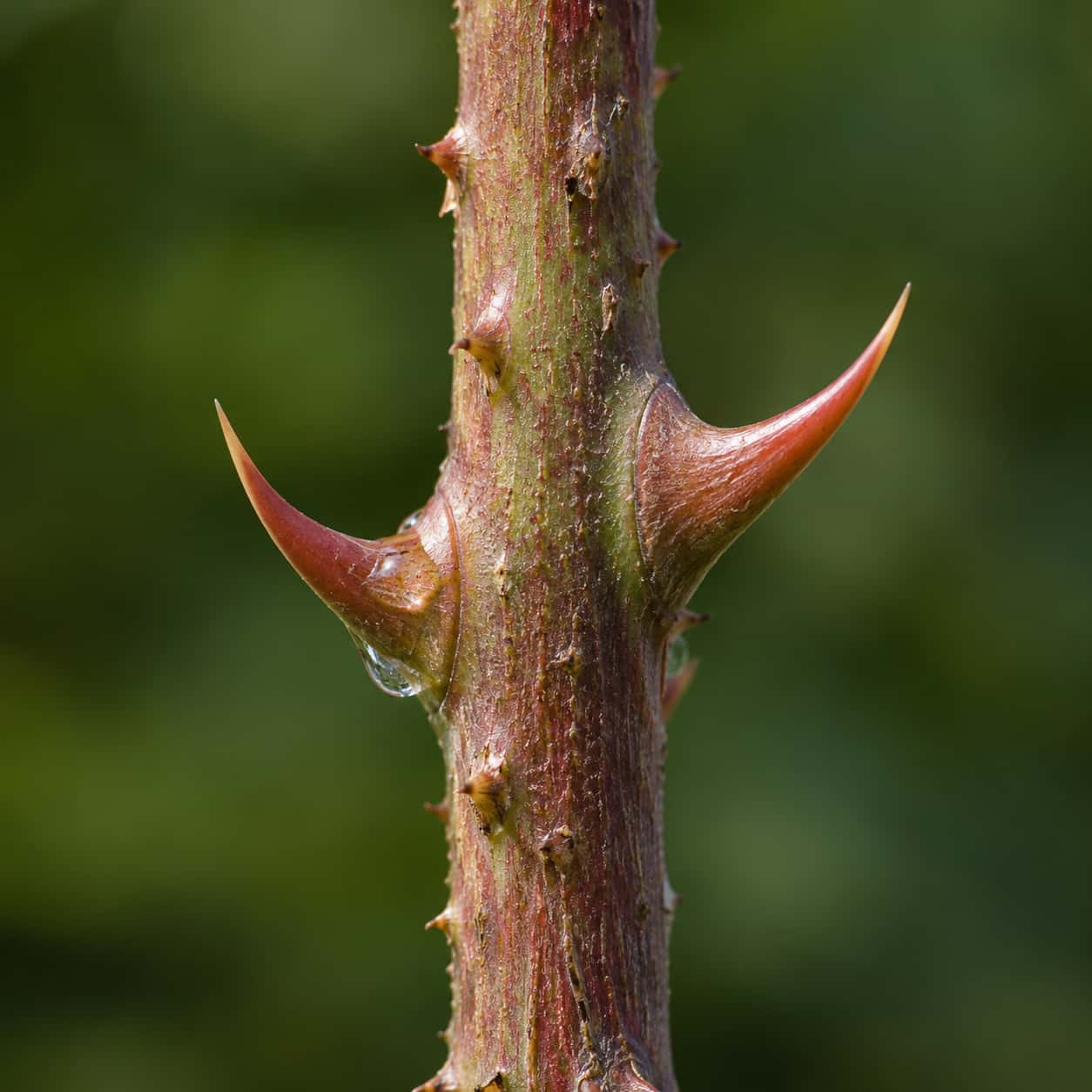 Two curved reddish green rose thorns stand on a woody stem with fine bark texture and a water drop at one thorn base in a macro photograph.