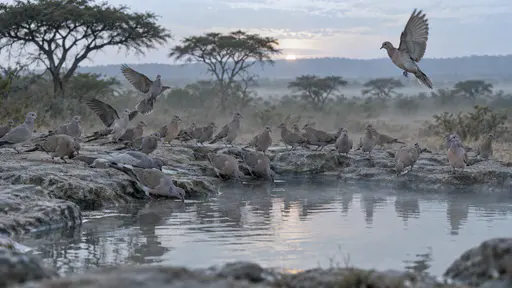 A flock of about thirty doves crowds the flat grey rock rim of a shallow waterhole at first light, some drinking and a few lifting off, in pale blue light with mist over the water and an acacia behind.