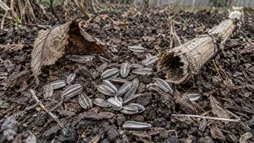 Fallen striped sunflower seeds lie scattered on dark soil and leaf litter beside a cut dry hollow sunflower stalk and a curled dry leaf in winter light.