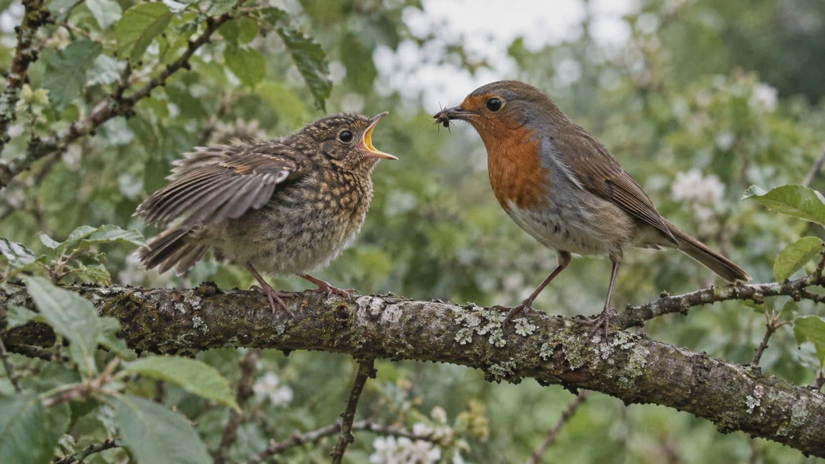 On a garden branch in soft overcast light a fluffy fledgling robin with a speckled brown chest crouches with its wings quivering and its beak wide open as an adult robin lands beside it with an insect in its beak against a soft green background.
