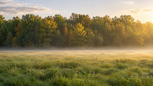 A dense deciduous forest edge stops abruptly at open green grassland with the treeline running straight across the frame and soft mist lying low over the grass in first morning light.
