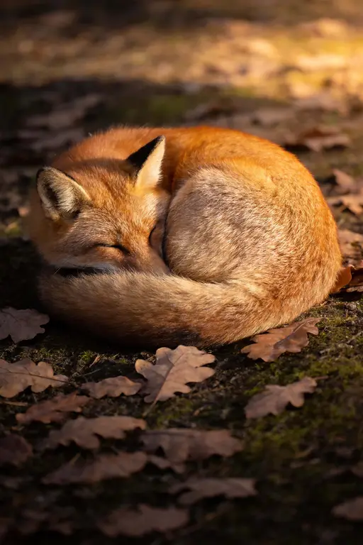 Portrait-format wildlife photograph of a sleeping fox curled into a tight ball on a forest floor, warm side light and soft background blur for a poster-cover image.