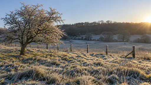 A rolling meadow at dawn with every blade of grass rimed with white frost, a hawthorn with white-outlined twigs and frosted fence posts under a clear pale blue sky above a dark tree line.