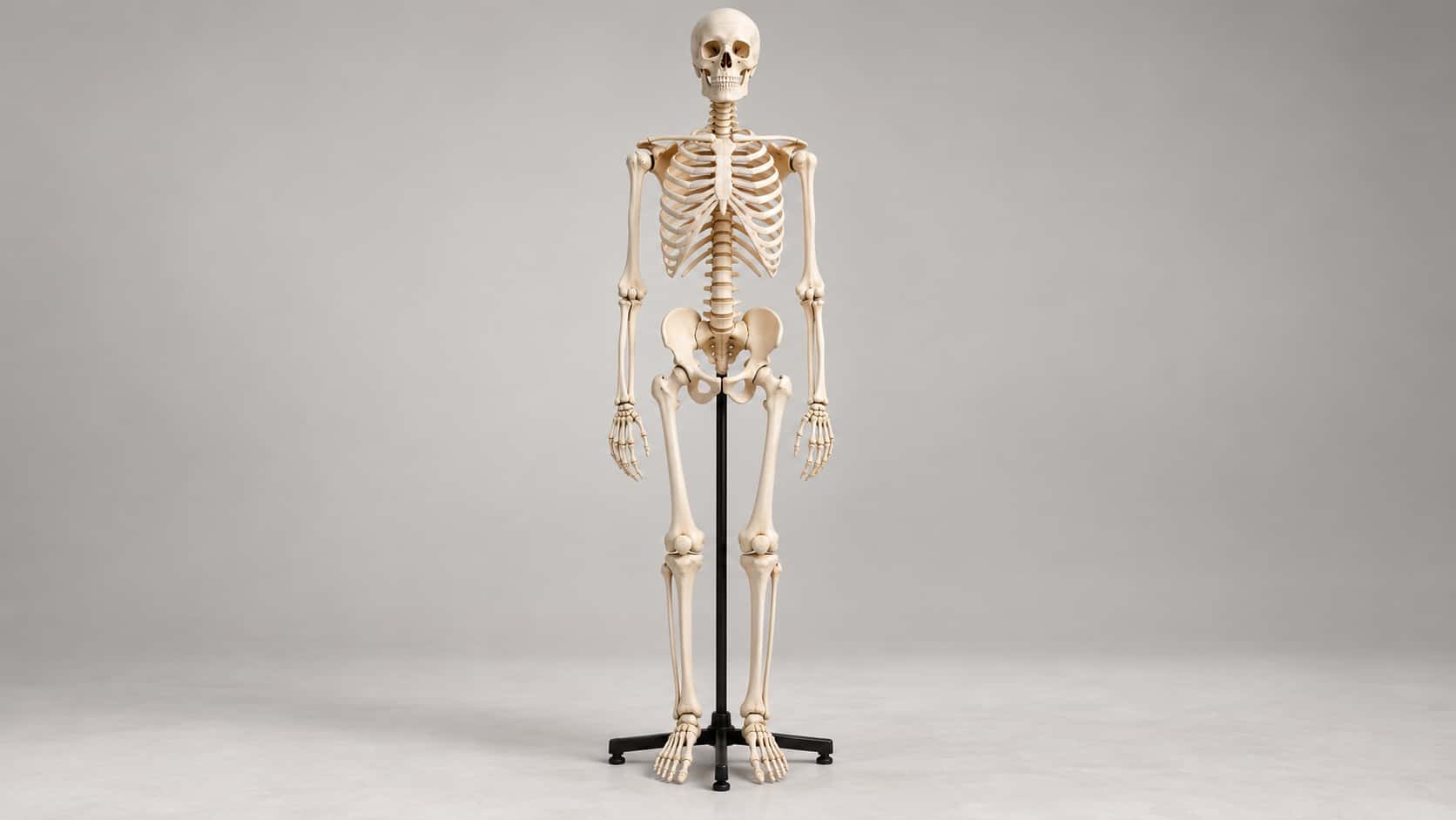 A complete adult human skeleton stands full-length on a black metal stand against a light warm-grey studio backdrop in soft clean light.