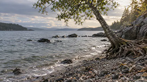 High water laps gently at the upper shingle of a shore with only the largest dark stones breaking the surface and a leaning pale-barked tree close to the water under soft overcast light.