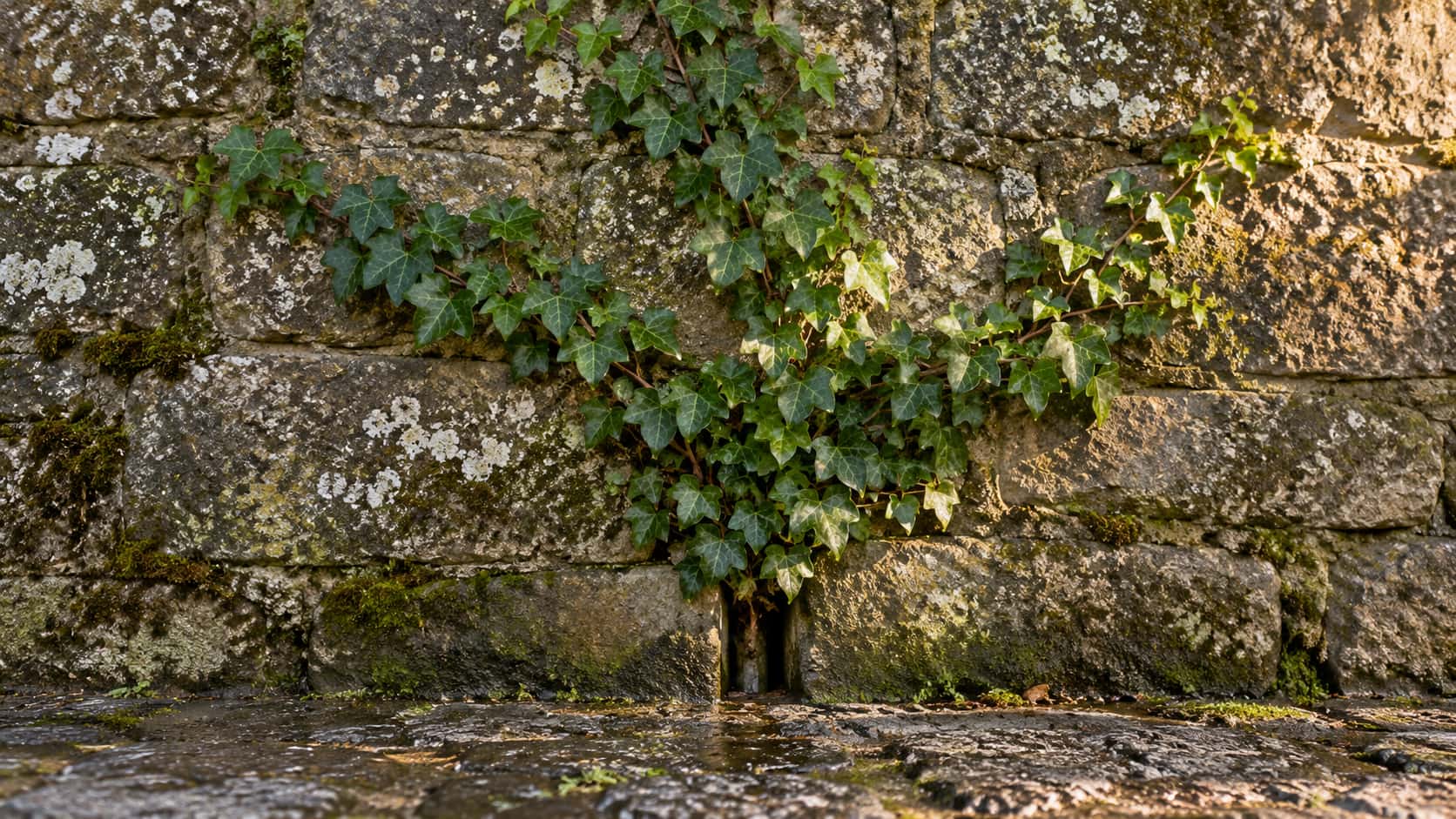 A mature ivy plant emerges from a small drainage gap low in an old lichen-streaked stone wall with its dark green stems and leaves fanning across the wet stone in soft overcast light.