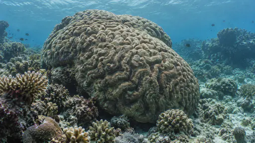 One massive rounded coral head dominates the reef floor with its convoluted surface channels and smaller corals around its base in clear water.