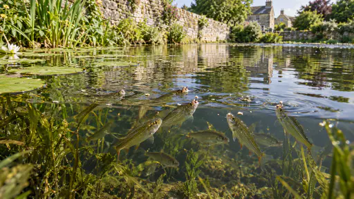 A small shoal of minnows rises to the surface film of a village pond to feed with ring ripples spreading around their mouths near green pondweed and lily pads in diffuse midday light.