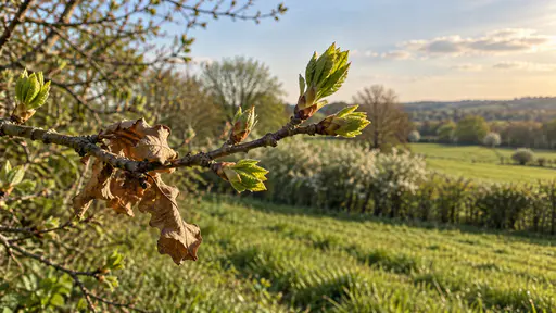 A bare branch with new green buds opening beside a few curled brown leaves from last year still clinging to the twig in soft spring light with a blurred meadow and hedgerow behind.
