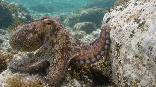 An octopus presses its arm against a pale stone with the double row of suckers flattened against the stone face in clear shallow water.