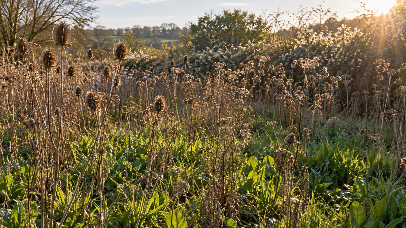 Last season's tall dry brown seed heads stand over a carpet of fresh green shoots at a meadow edge in backlit afternoon light with soft haloes of light around the seed heads.