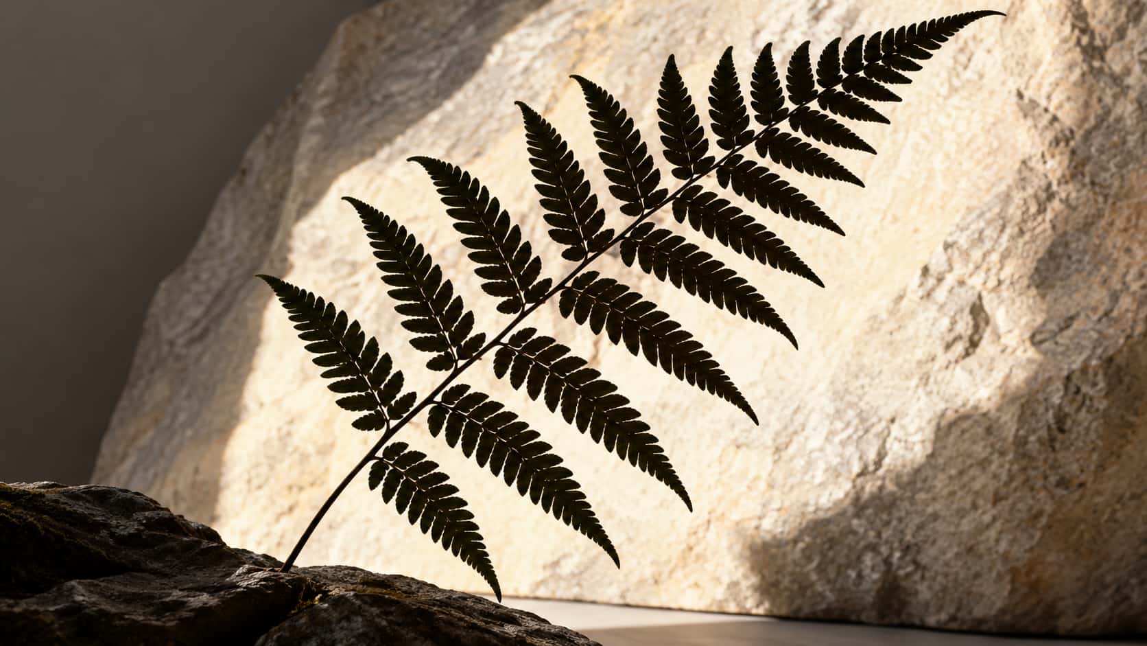 One single fern frond stands in dark silhouette against a pale sunlit rock face in strong backlight, every leaflet edge sharp.