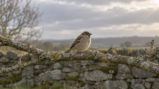 A single small brown sparrow perches alone near the middle of a bare lichen-covered ash branch with lightly fluffed feathers against a soft grey sky with a blurred stone wall behind in morning light.