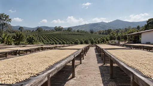 Long raised drying beds covered in pale coffee beans stretch across a flat yard at the plantation edge in bright midday light, green coffee rows rising behind them.
