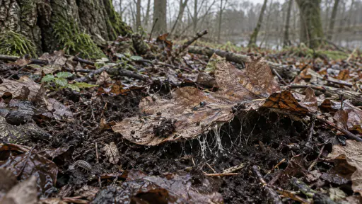 An oak leaf lifted at one edge on a woodland floor shows pale white fungal threads binding its underside to dark damp soil in diffuse grey light.