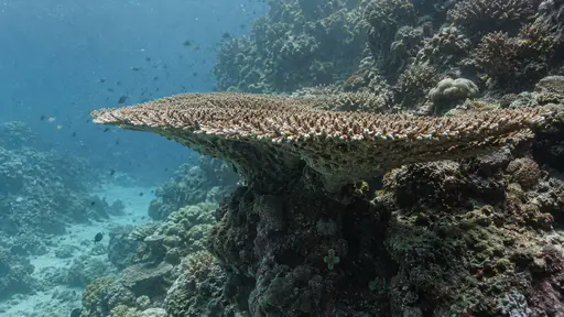 A broad plate coral ledge projects from a reef wall with its underside shaded and its rim catching the light in clear blue water.