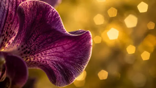 A wide macro of a single purple orchid petal curling in the left foreground with sharp veins against a warm golden yellow background of repeated soft pentagonal bokeh.