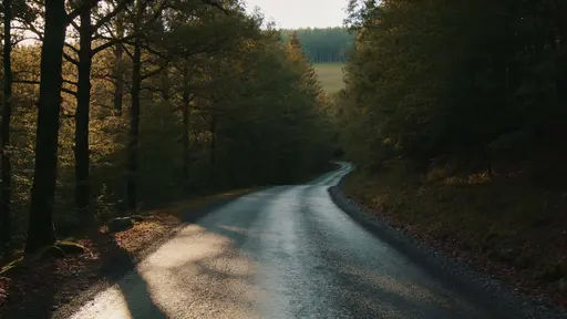 A quiet road recedes into a dense forest photographed as a cinematic 16:9 landscape with moody natural light and space for title or UI elements at edges.