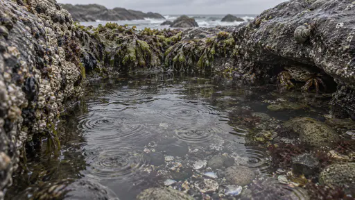 Rain ripples spread across the surface of a granite tide pool as it settles, a small crab holding still under a rock ledge and a sea snail pressed to the rock above the waterline in grey diffuse light with the pebble bed visible through the dimpled water.