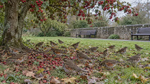 A flock of about fifteen redwings of one species feeds on fallen berries under a hawthorn tree and on the lawn beneath in a small sheltered city park at midday, a low stone wall and benches blurred behind them.