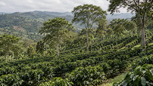 Tall plain shade trees stand scattered over coffee rows on a long green slope in soft afternoon light, their long shadows striping the dark green bushes.