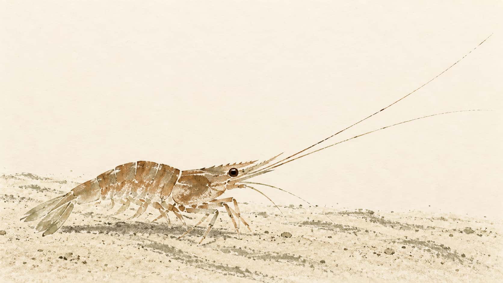 A shrimp stands on pale sand with both long antennae extending forward in umber and sage aquatint islands on ivory paper.