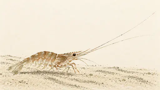 A shrimp stands on pale sand with both long antennae extending forward in umber and sage aquatint islands on ivory paper.