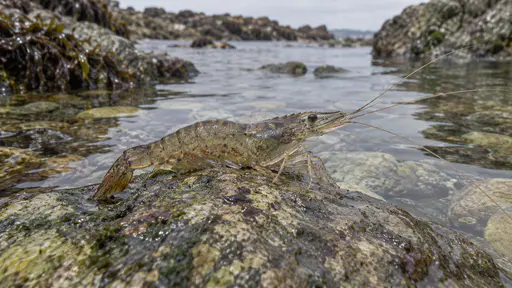 A shrimp rests on an exposed rock with its legs tucked and its antennae angled forward in clear shallow water.